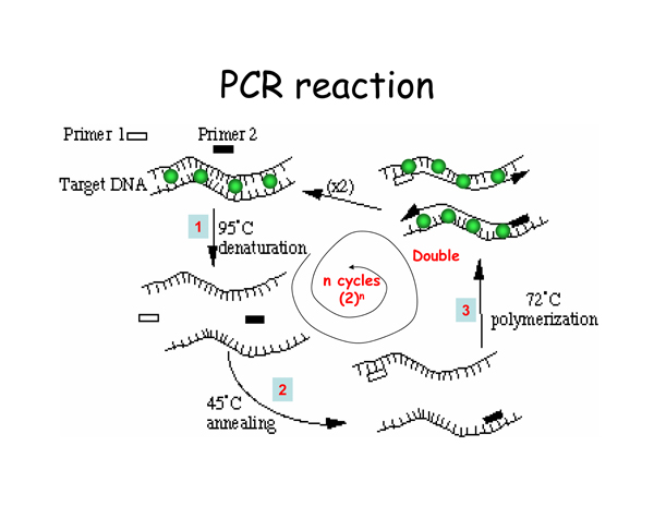 Real-Time PCR Miner_NeuroDev_LabMeeting_2005_05_13_Page_06