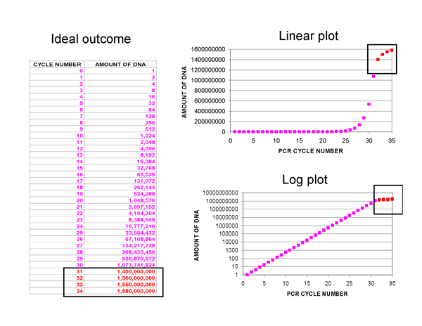 Real-Time PCR Miner_NeuroDev_LabMeeting_2005_05_13_Page_07