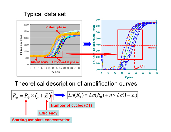 Real-Time PCR Miner_NeuroDev_LabMeeting_2005_05_13_Page_11