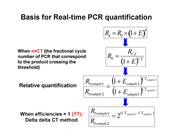 Real-Time PCR Miner_NeuroDev_LabMeeting_2005_05_13_Page_12