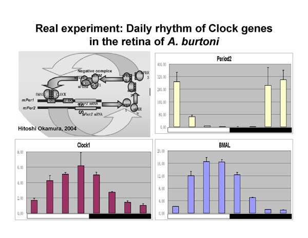 Real-Time PCR Miner_NeuroDev_LabMeeting_2005_05_13_Page_42